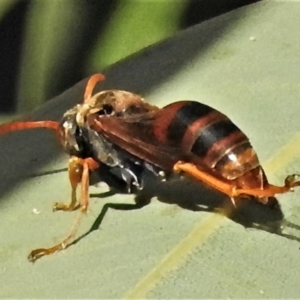 Polistes (Polistella) humilis at Acton, ACT - 29 Apr 2022