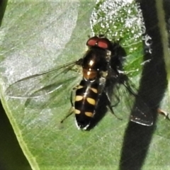 Melangyna sp. (genus) (Hover Fly) at ANBG - 29 Apr 2022 by JohnBundock