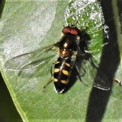 Melangyna sp. (genus) (Hover Fly) at ANBG - 29 Apr 2022 by JohnBundock