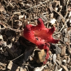 Clathrus archeri (Seastar Stinkhorn) at Yarralumla, ACT - 30 Apr 2022 by MMV