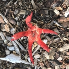 Clathrus archeri at Yarralumla, ACT - 30 Apr 2022