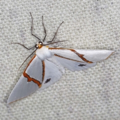Thalaina selenaea (Orange-rimmed Satin Moth) at O'Connor, ACT - 29 Apr 2022 by ibaird
