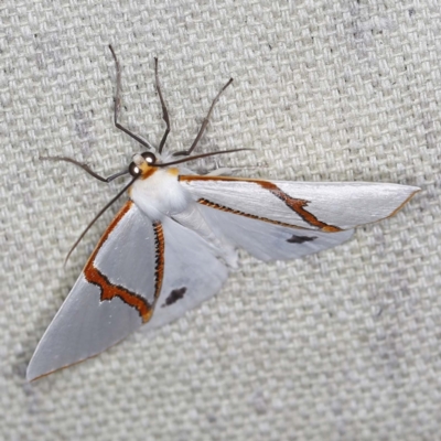 Thalaina selenaea (Orange-rimmed Satin Moth) at O'Connor, ACT - 29 Apr 2022 by ibaird