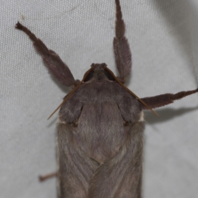 Oxycanus (genus) (Unidentified Oxycanus moths) at Higgins, ACT - 27 Apr 2022 by AlisonMilton