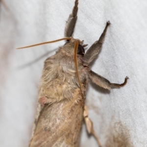 Oxycanus (genus) at Higgins, ACT - 28 Apr 2022