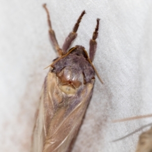 Oxycanus (genus) at Higgins, ACT - 28 Apr 2022