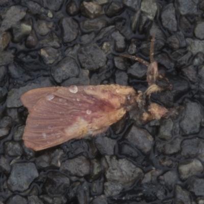 Oxycanus (genus) (Unidentified Oxycanus moths) at Molonglo Valley, ACT - 28 Apr 2022 by AlisonMilton