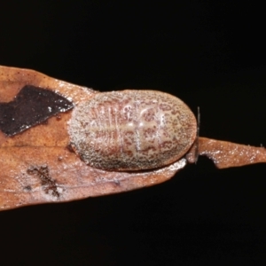 Eriococcidae sp. (family) at Acton, ACT - 28 Apr 2022