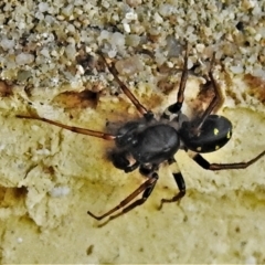 Zodariidae (family) (Ant spider or Spotted ground spider) at Wanniassa, ACT - 30 Apr 2022 by JohnBundock