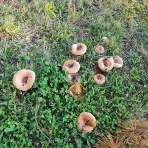 Lactarius deliciosus at Isaacs, ACT - 30 Apr 2022