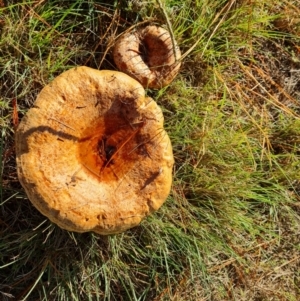 Lactarius deliciosus at Isaacs, ACT - 30 Apr 2022