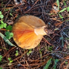 Lactarius deliciosus at Isaacs, ACT - 30 Apr 2022 03:51 PM