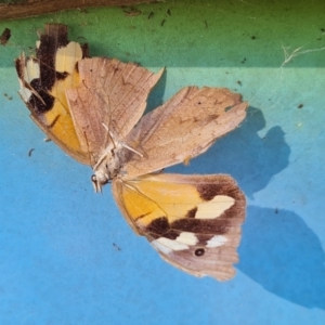 Heteronympha merope at O'Malley, ACT - 29 Apr 2022