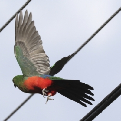 Alisterus scapularis (Australian King-Parrot) at Higgins, ACT - 17 Apr 2022 by AlisonMilton