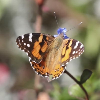 Vanessa kershawi (Australian Painted Lady) at Higgins, ACT - 21 Apr 2022 by AlisonMilton