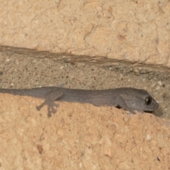 Christinus marmoratus at Higgins, ACT - 27 Apr 2022