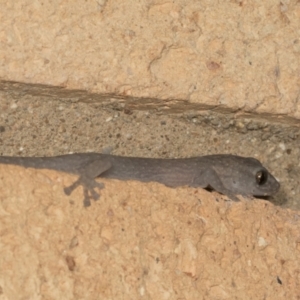 Christinus marmoratus at Higgins, ACT - 27 Apr 2022 11:20 PM