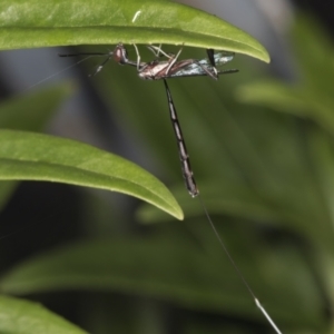 Gasteruption sp. (genus) at Higgins, ACT - 27 Apr 2022