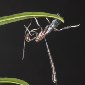 Gasteruption sp. (genus) at Higgins, ACT - 27 Apr 2022