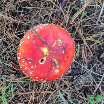 Amanita muscaria (Fly Agaric) at Jerrabomberra, ACT - 30 Apr 2022 by Mike