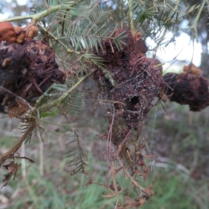 Uromycladium sp. at Molonglo Valley, ACT - 30 Apr 2022