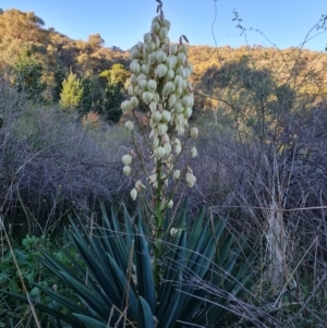 Yucca aloifolia at Jerrabomberra, ACT - 30 Apr 2022 04:34 PM