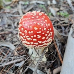 Amanita muscaria (Fly Agaric) at Jerrabomberra, ACT - 30 Apr 2022 by Mike
