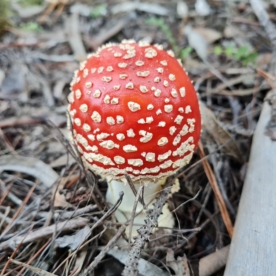 Amanita muscaria (Fly Agaric) at Jerrabomberra, ACT - 30 Apr 2022 by Mike