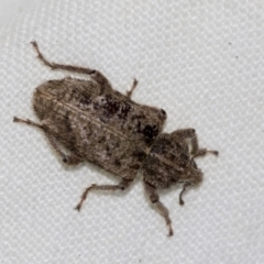 Listroderes difficilis (Vegetable weevil) at Higgins, ACT - 29 Apr 2022 by AlisonMilton