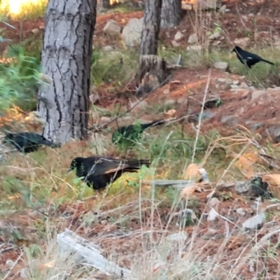 Corcorax melanorhamphos (White-winged Chough) at Jerrabomberra, ACT - 30 Apr 2022 by Mike