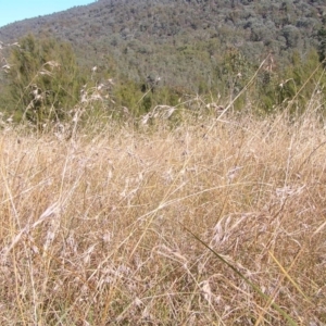 Themeda triandra at Paddys River, ACT - 30 Apr 2022