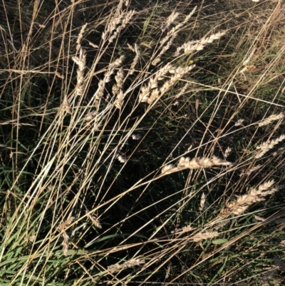 Dactylis glomerata (Cocksfoot) at Garran, ACT - 30 Apr 2022 by ruthkerruish