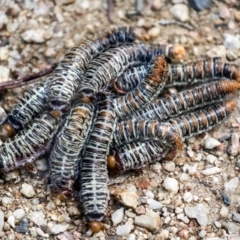 Perginae sp. (subfamily) (Unidentified pergine sawfly) at Woodstock Nature Reserve - 10 Apr 2022 by AlisonMilton