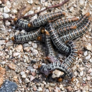 Perginae sp. (subfamily) at Coree, ACT - 10 Apr 2022 12:00 PM