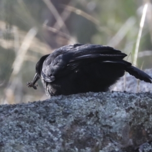 Corcorax melanorhamphos at Hawker, ACT - 24 Apr 2022 10:20 AM