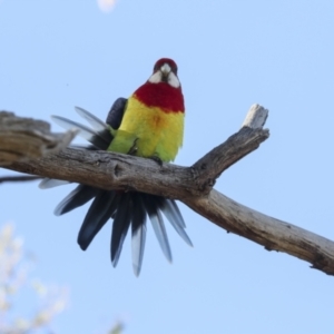 Platycercus eximius at Hawker, ACT - 24 Apr 2022