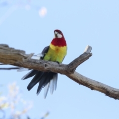 Platycercus eximius at Hawker, ACT - 24 Apr 2022