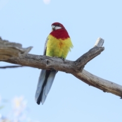 Platycercus eximius at Hawker, ACT - 24 Apr 2022 10:26 AM