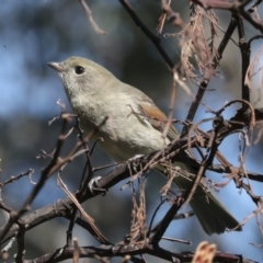 Pachycephala pectoralis (Golden Whistler) at The Pinnacle - 24 Apr 2022 by AlisonMilton