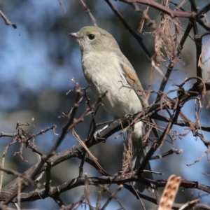 Pachycephala pectoralis at Hawker, ACT - 24 Apr 2022