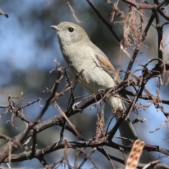 Pachycephala pectoralis at Hawker, ACT - 24 Apr 2022