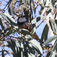 Pachycephala rufiventris (Rufous Whistler) at Hawker, ACT - 24 Apr 2022 by AlisonMilton