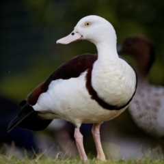 Radjah radjah (Radjah Shelduck) at Bawley Point, NSW - 30 Apr 2022 by BenHarvey