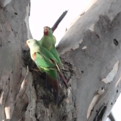 Lathamus discolor (Swift Parrot) at Campbell, ACT - 29 Apr 2022 by MargD