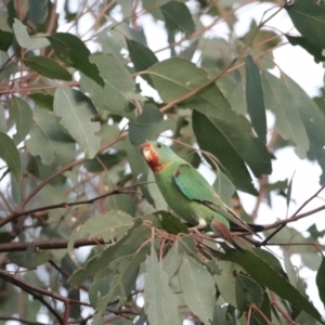 Lathamus discolor at Campbell, ACT - 29 Apr 2022