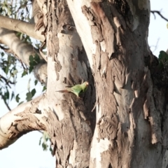 Lathamus discolor at Campbell, ACT - suppressed