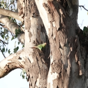 Lathamus discolor at Campbell, ACT - suppressed