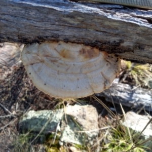 Truncospora ochroleuca at Cooma, NSW - 30 Apr 2022