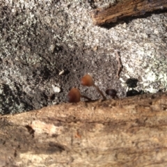 Mycena sp. at Cooma, NSW - 30 Apr 2022