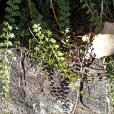 Asplenium flabellifolium (Necklace Fern) at Cooma, NSW - 30 Apr 2022 by mahargiani